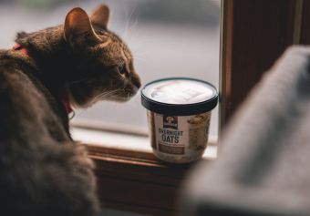 Transform Your Cat's Living Space with DoMyOwn's Top-Notch Equipment